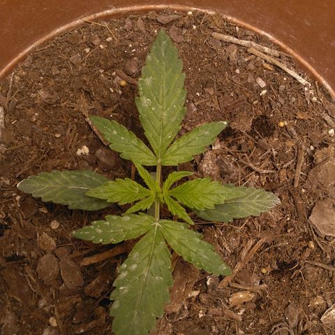 Green Poison growlog timeline photo