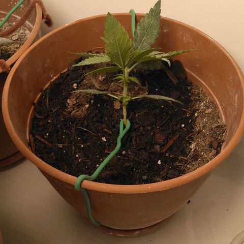 Auto Afghan Mass growlog timeline photo