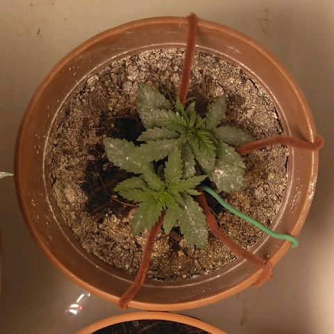 Green Poison growlog timeline photo