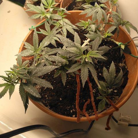 Cat scratch kush  growlog timeline photo