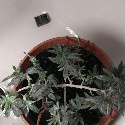 Cat scratch kush  growlog timeline photo