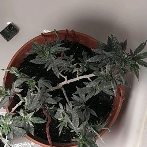 Cat scratch kush  growlog timeline photo
