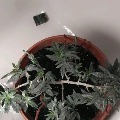 Cat scratch kush  growlog timeline photo