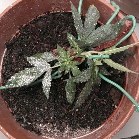 Green Poison growlog timeline photo