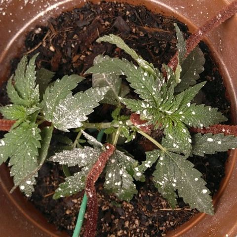 Green Poison growlog timeline photo