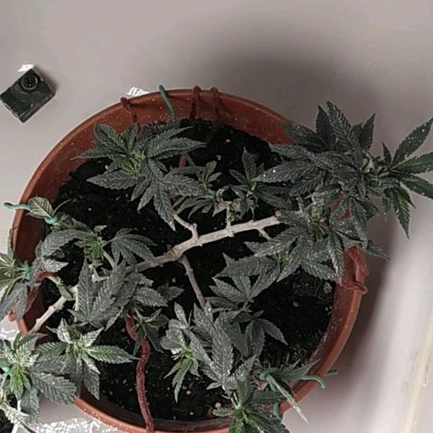 Cat scratch kush  growlog timeline photo