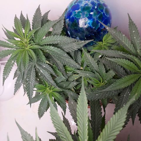 Auto Afghan Mass growlog timeline photo