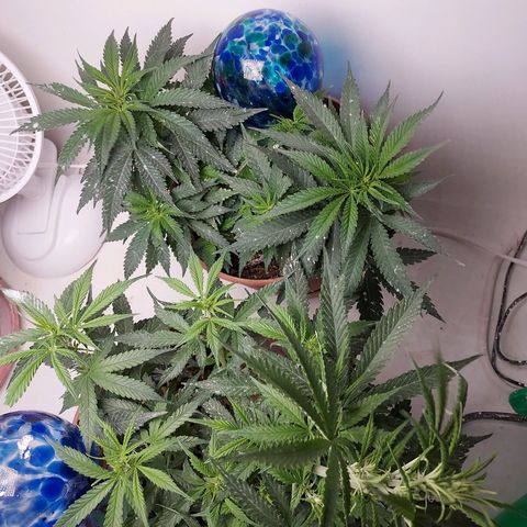 Auto Afghan Mass growlog timeline photo
