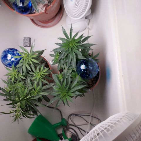 Auto Afghan Mass growlog timeline photo