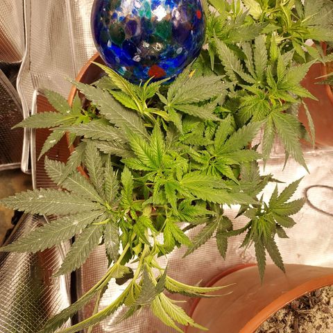 Auto Afghan Mass growlog timeline photo