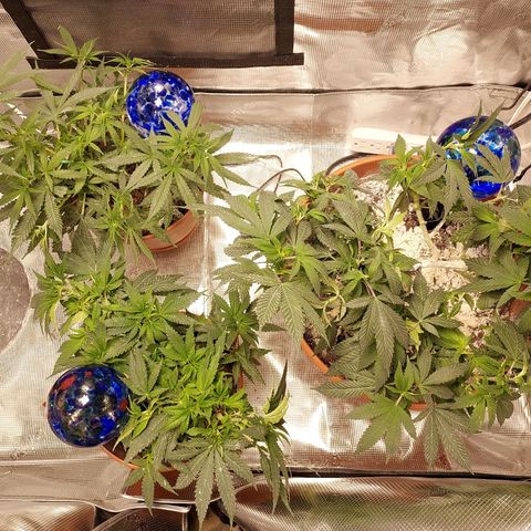 Cat scratch kush  growlog timeline photo