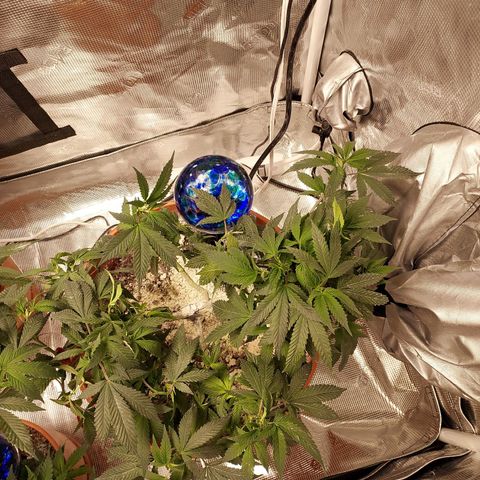 Cat scratch kush  growlog timeline photo