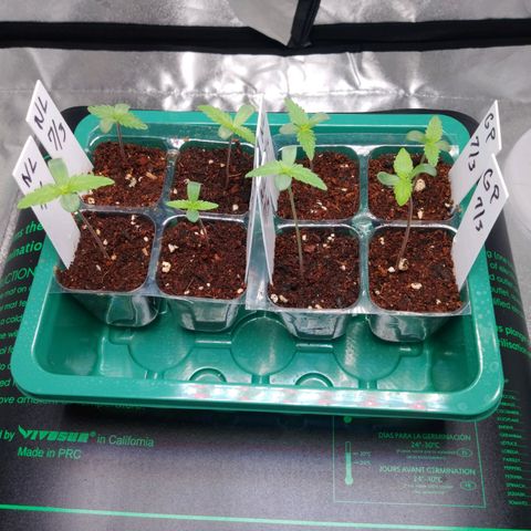 GP 1 growlog photo: Day 5