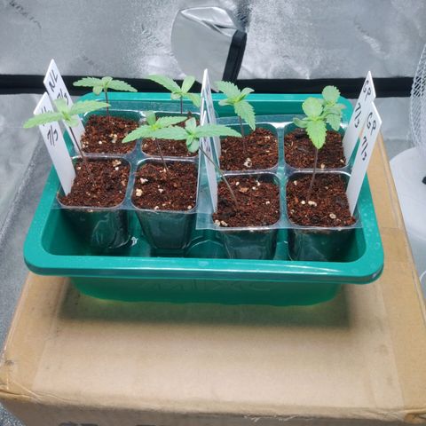 GP 1 growlog photo: Ready to transplant