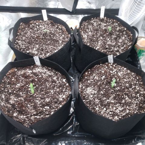 GP 1 growlog photo: Transplanted