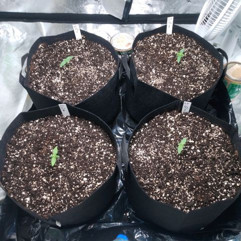 GP 1 growlog timeline photo