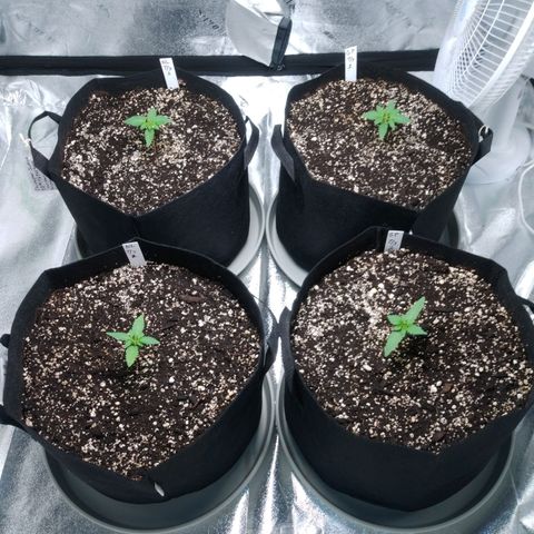 GP 1 growlog timeline photo
