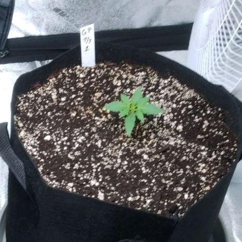 GP 1 growlog timeline photo