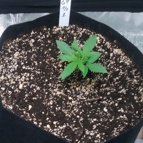 GP 1 growlog timeline photo