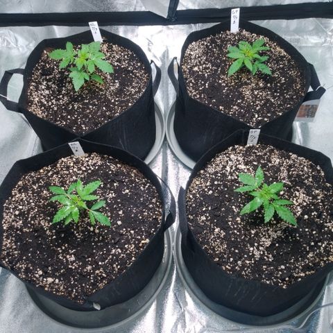 GP 1 growlog timeline photo