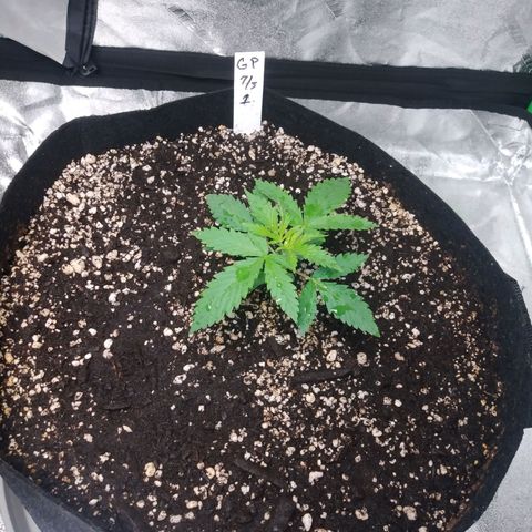 GP 1 growlog timeline photo