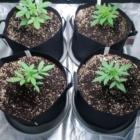 GP 1 growlog timeline photo