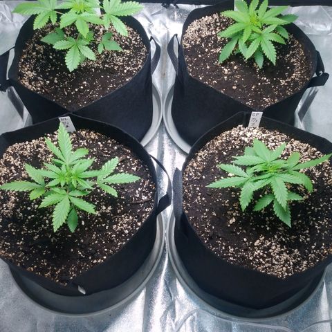 GP 1 growlog timeline photo