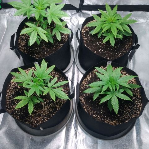 GP 1 growlog timeline photo
