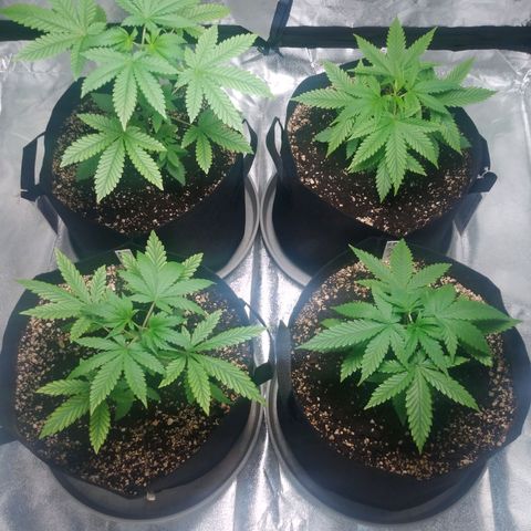 GP 1 growlog timeline photo