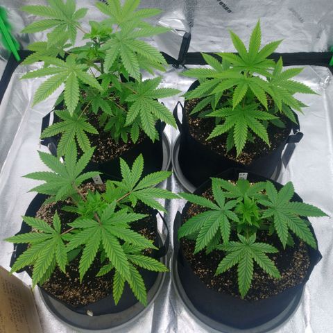 GP 1 growlog timeline photo