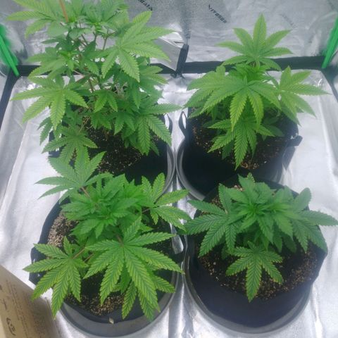 GP 1 growlog timeline photo