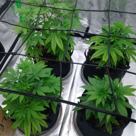 GP 1 growlog timeline photo