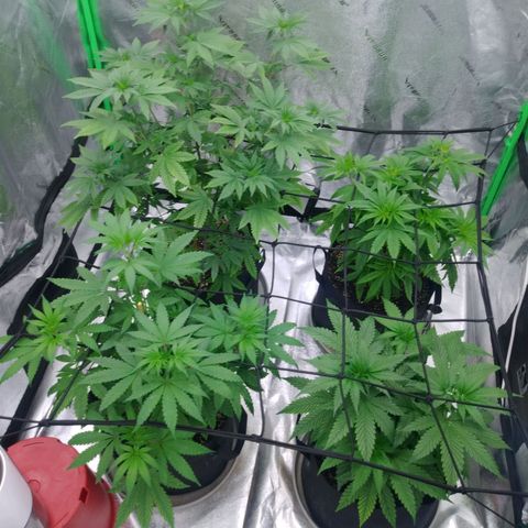 GP 1 growlog photo: After trim