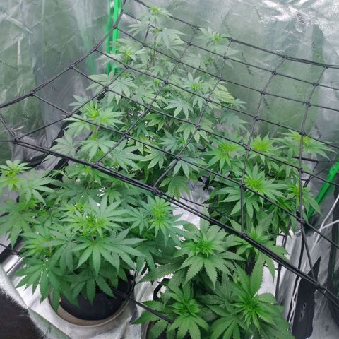 GP 1 growlog timeline photo