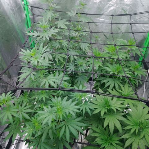 GP 1 growlog photo: 1st day flowering