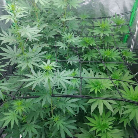 GP 1 growlog timeline photo