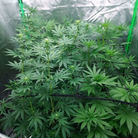 GP 1 growlog timeline photo