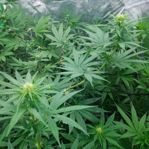GP 1 growlog photo: NL flowers