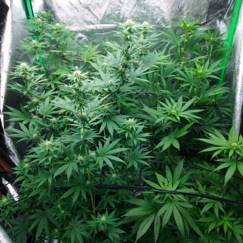 GP 1 growlog timeline photo