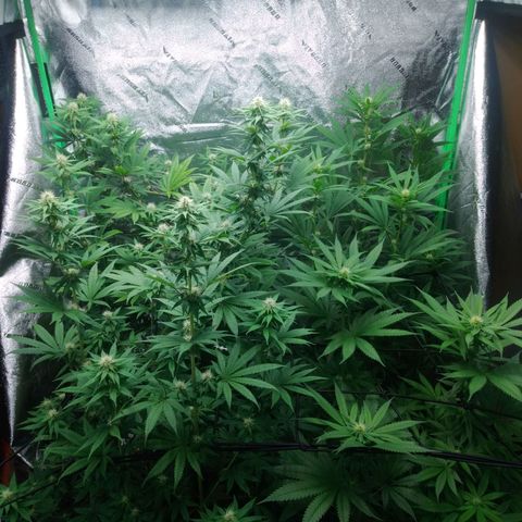 GP 1 growlog timeline photo
