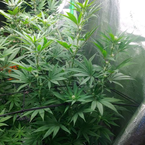 GP 1 growlog timeline photo