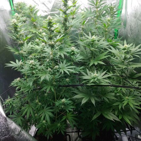 GP 1 growlog timeline photo