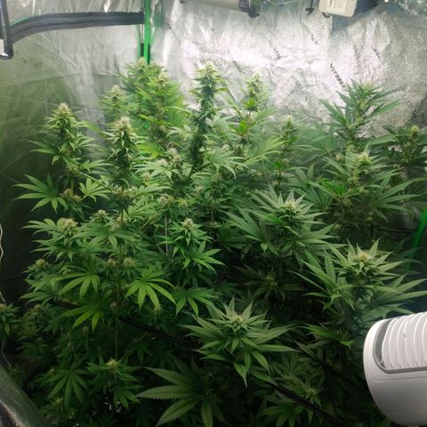 GP 1 growlog timeline photo