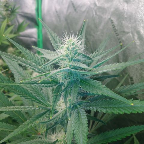 GP 1 growlog timeline photo