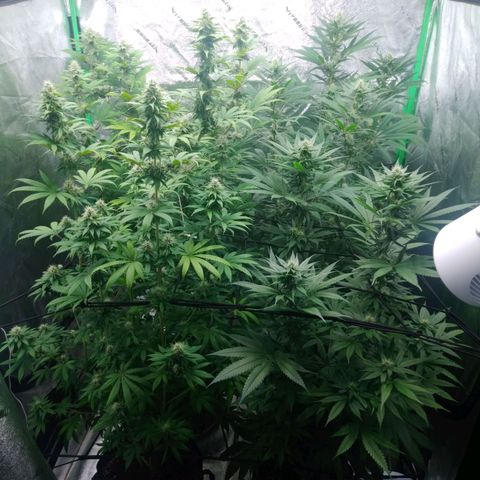 GP 1 growlog timeline photo
