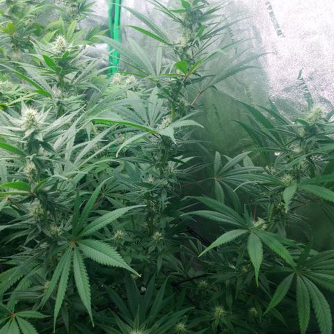GP 1 growlog timeline photo