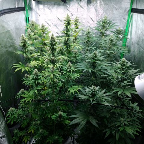 GP 1 growlog timeline photo