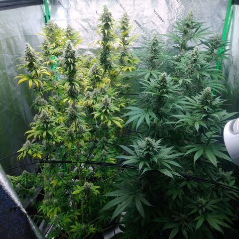 GP 1 growlog timeline photo