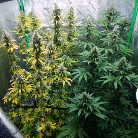 GP 1 growlog timeline photo