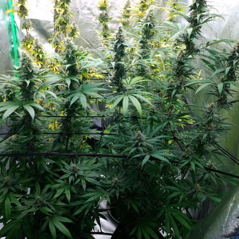 GP 1 growlog timeline photo